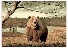 Круглый ковер Фауна 149 Медведь